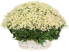 Цветочная композиция из Ромашки в корзине #REPLACE_PRED# Спутник
